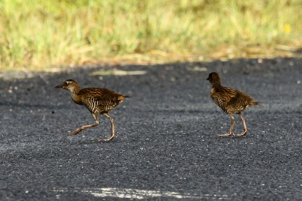 Buff-banded Rail (Gallirallus philippensis)